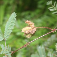 Mimosa pudica L.